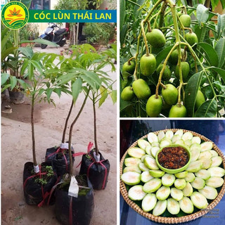 Cây giống cóc thái lùn siêu quả