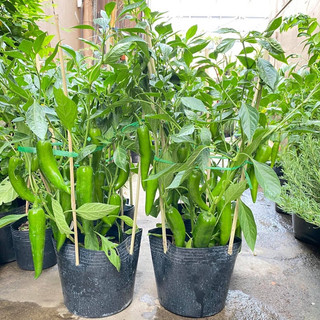 Hạt giống ớt sừng xanh khổng lồ