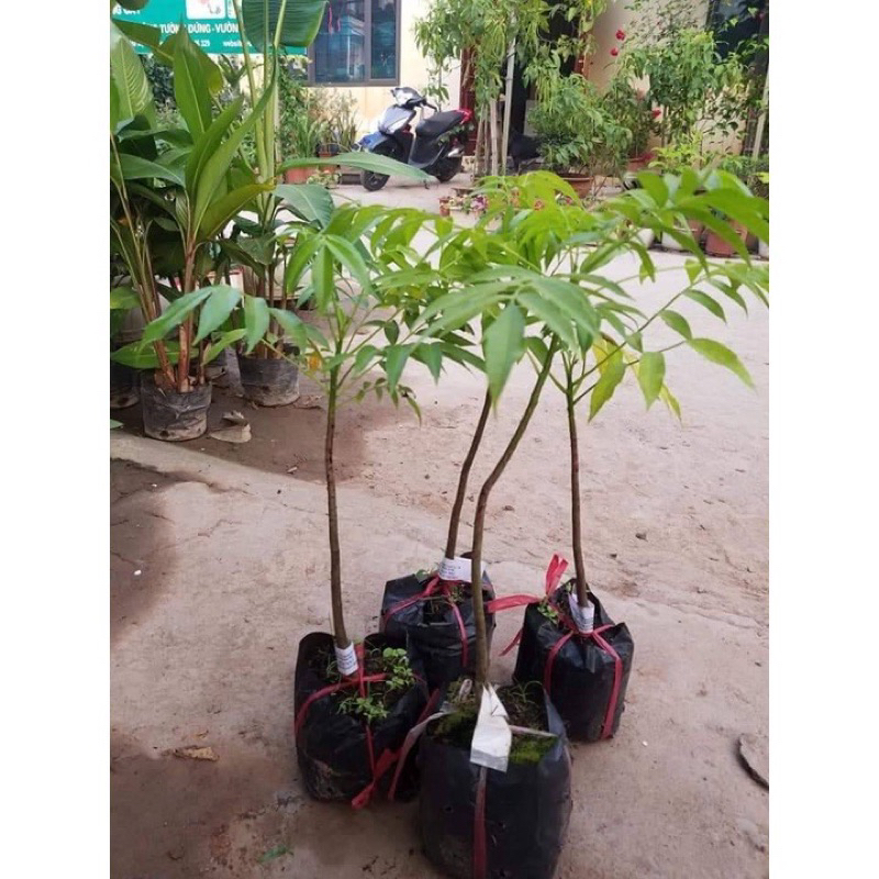 Cây giống cóc thái lùn siêu quả