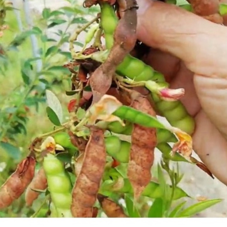 Hạt Giống đậu Săng (còn gọi đậu Chiều, đậu Cọc rào) - 1 gói 20gram