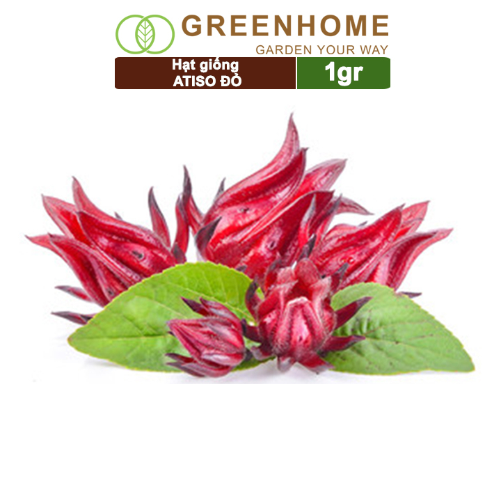 Hạt giống Atiso đỏ, Greenhome, gói 1gr, dễ trồng, dinh dưỡng, năng suất cao T20
