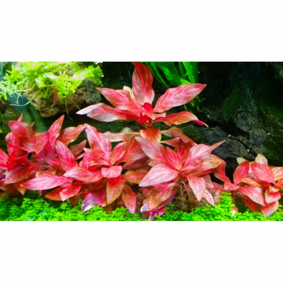 HUYẾT TÂM LAN GÂN TRẮNG 12 nhánh