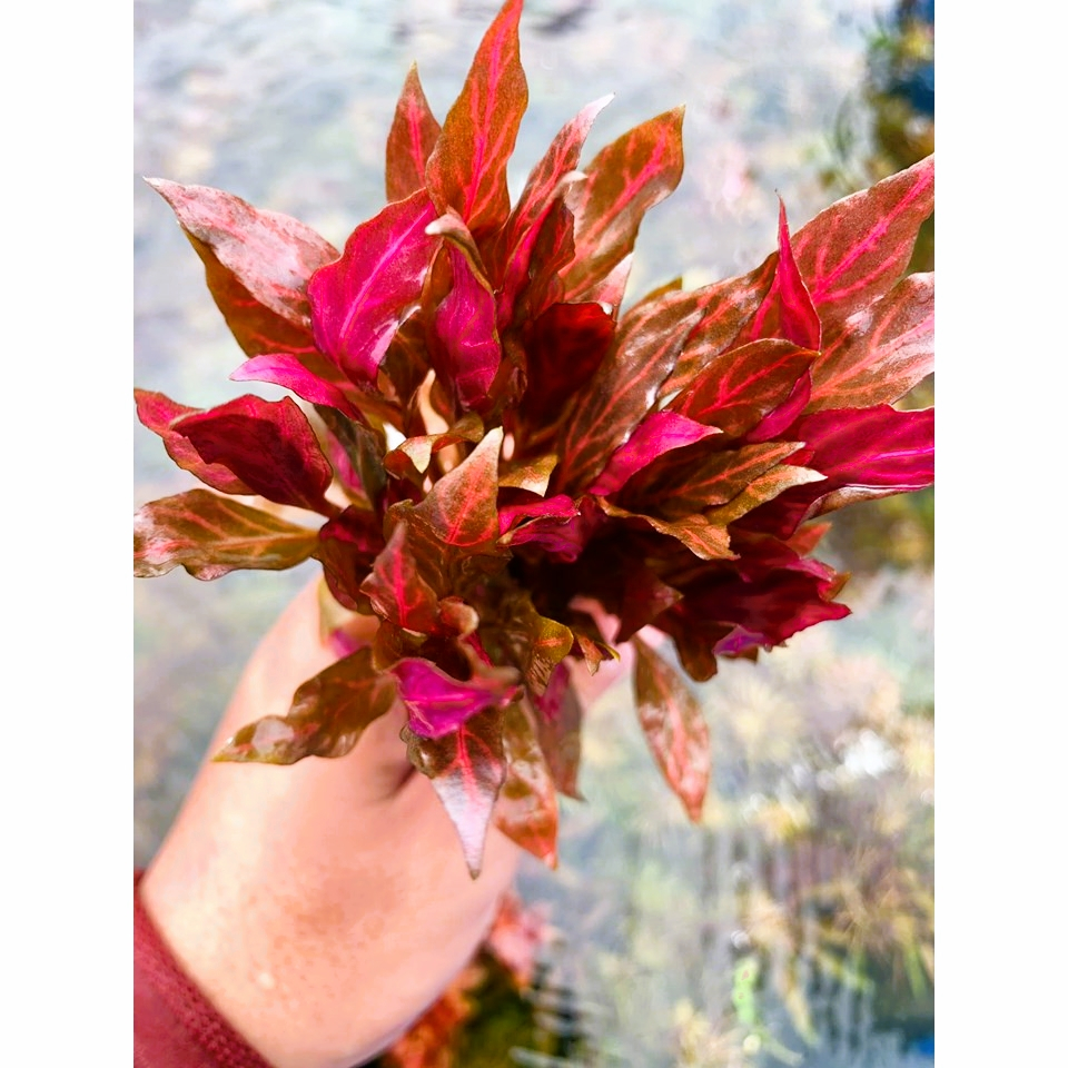 HUYẾT TÂM LAN GÂN TRẮNG 12 nhánh