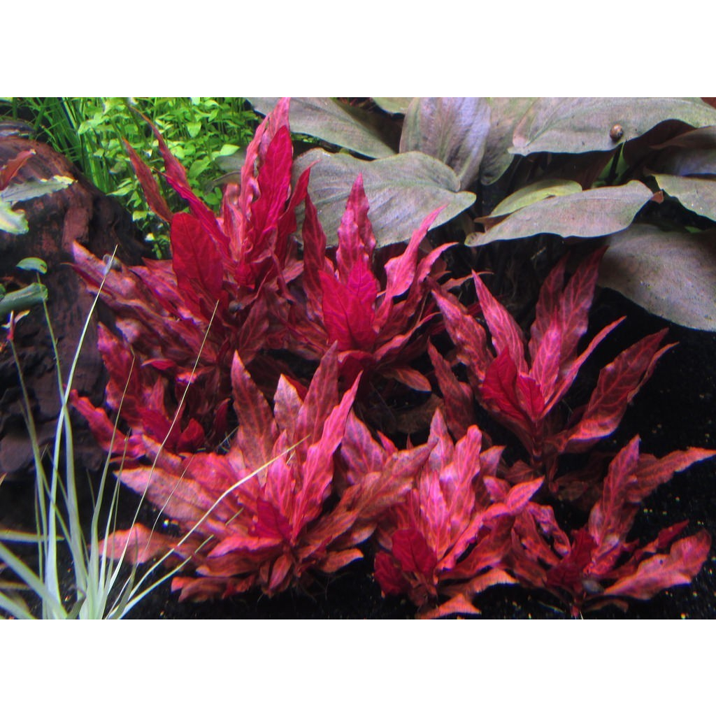 HUYẾT TÂM LAN GÂN TRẮNG 12 nhánh