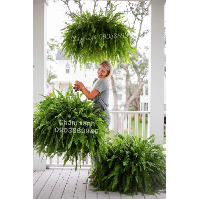 Dương xỉ thái thòng - Cây thật - Giao hàng siêu tốc - Decor nhà hàng , quán cà phê . trang trí nhà cửa