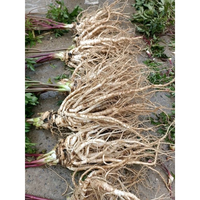 3kg sâm đương quy tươi