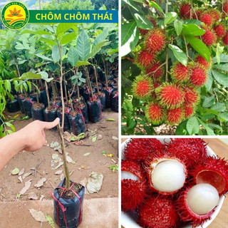 Cây Giống chôm chôm thái