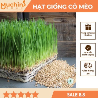 Hạt giống cỏ mèo gói 100g - hạt giống cỏ lúa mạch - cỏ mèo| muchinshop
