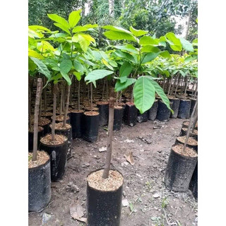 Cây Giống chôm chôm thái (1caay)