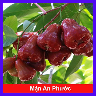 Cây giống mận An Phước