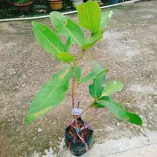 Cây giống mận An Phước (1bầu cây)