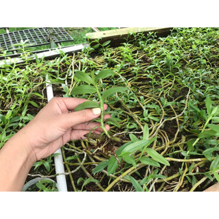 Kie Phi Điệp - màu trắng, hồng lộn xộn