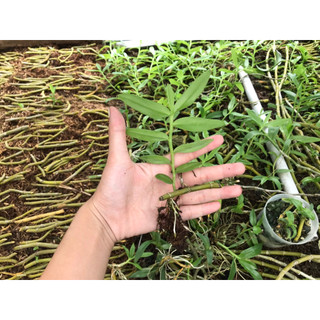 Kie Phi Điệp - màu trắng, hồng lộn xộn