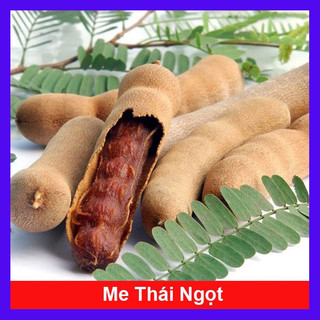 Cây giống me thái ngọt