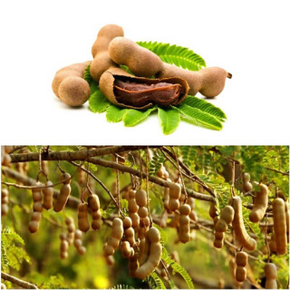 Cây giống me thái ngọt(1bầu cây)