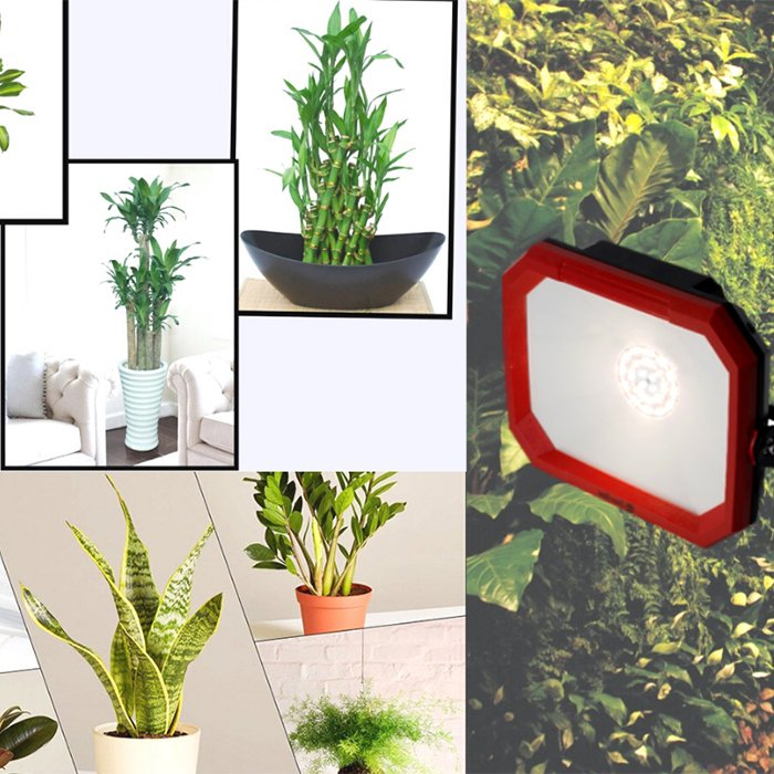 Đèn LED trồng cây Rạng Đông  - Chiếu pha bổ sung ánh sáng cho cây xanh trong nhà