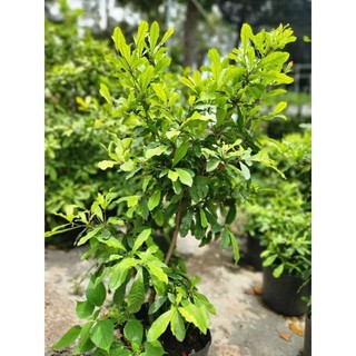 Cây thần kỳ đang trái