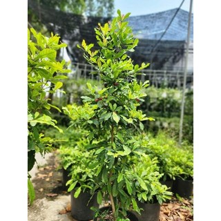 Cây thần kỳ đang trái