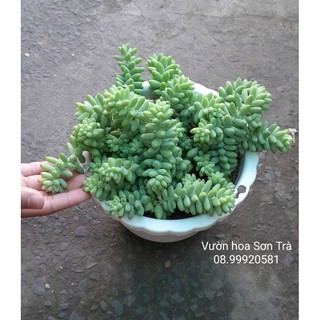 Sen đá chuỗi ngọc.