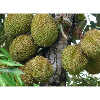 Cây giống sầu riêng musangking, cây to khỏe,