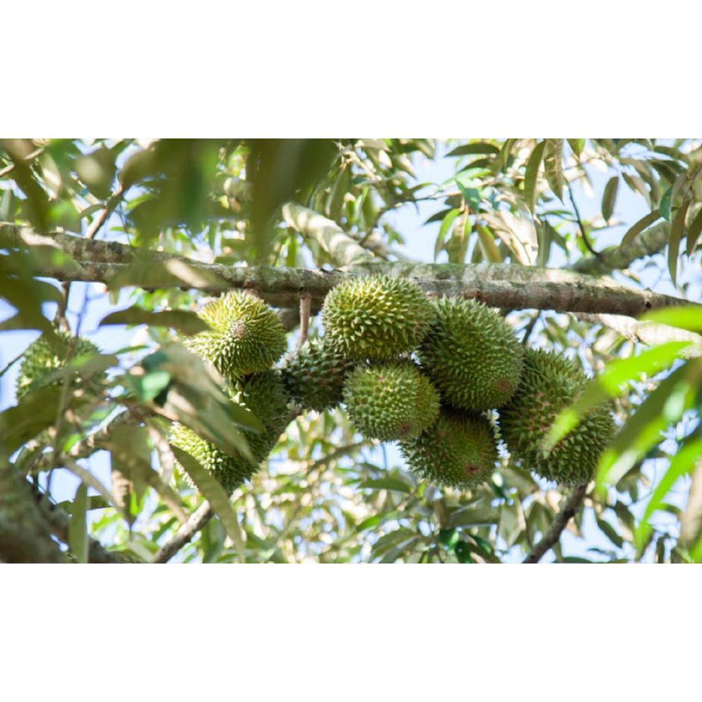 Cây giống sầu riêng musangking, cây to khỏe,