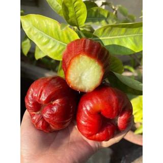 Cây giống mận đường đá, trồng chậu được
