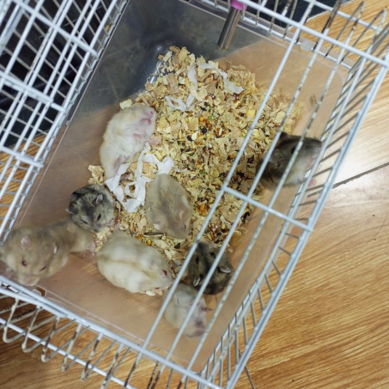 lồng hamster winner white được chọn màu