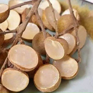 Cây giống nhãn không hạt Thái Lan (12 tháng cho trái có bảo hành)(CÂY GIỐNG BAN MÊ XANH)