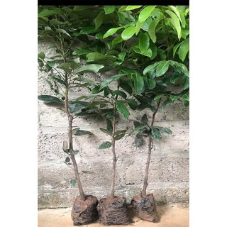 Cây giống nhãn không hạt Thái Lan (12 tháng cho trái có bảo hành)(CÂY GIỐNG BAN MÊ XANH)