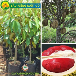 Cây giống sầu riêng ruột đỏ