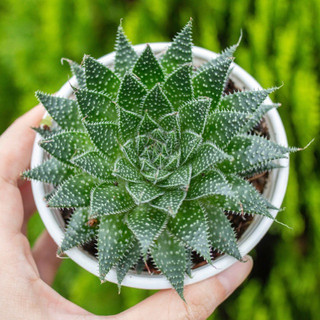 Sen đá sao biển trân châu 9-11cm
