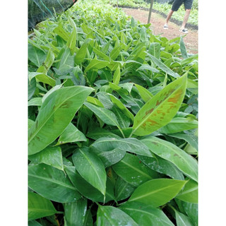 Cây giống chuối tây, chuối sứ(CÂY GIỐNG BAN MÊ XANH)
