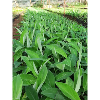 Cây giống chuối tây, chuối sứ(CÂY GIỐNG BAN MÊ XANH)