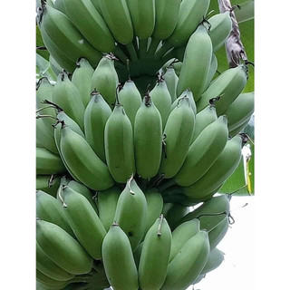 Cây giống chuối tây, chuối sứ(CÂY GIỐNG BAN MÊ XANH)