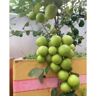 Cây giống táo thái lùn siêu sớm, trồng chậu được, cây đẹp