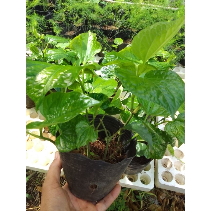 Lá lốt đã vô bâù cây khoẻ 19k