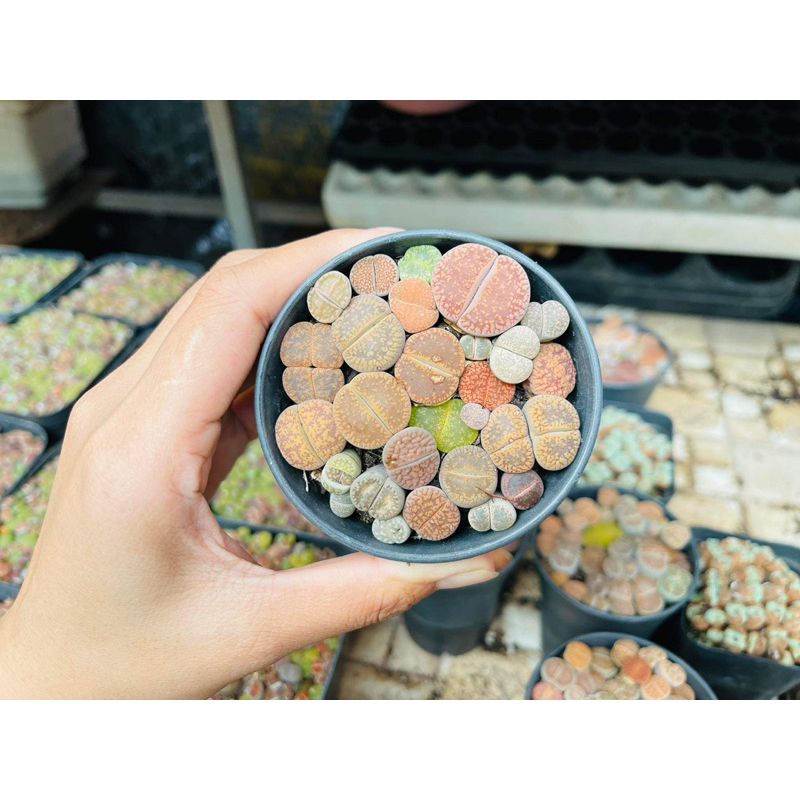 Chậu sen mông nhiều màu sắc size 0,5-2cm