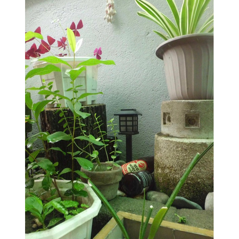 Máy ảnh digital Casio Exilim EX-ZS5 nhỏ xinh màu ảnh vintage