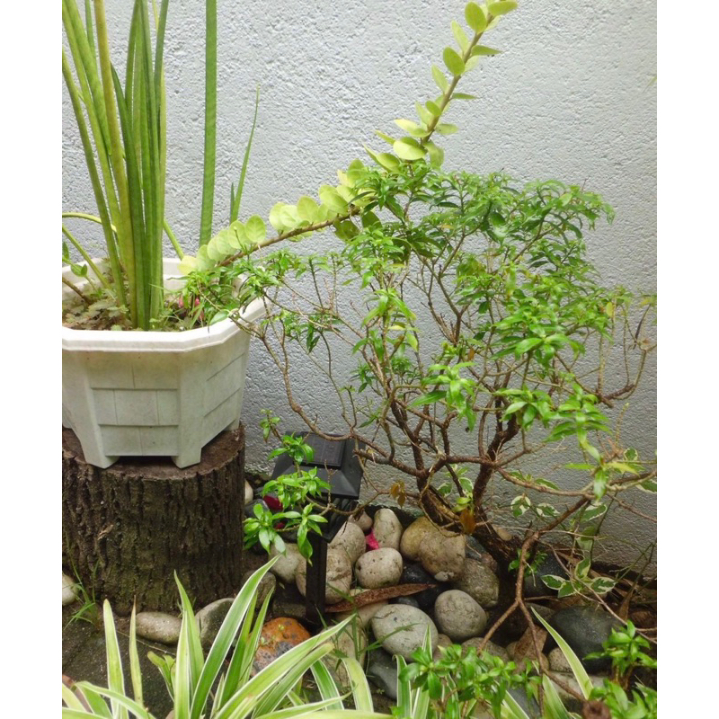 Máy ảnh digital Casio Exilim EX-ZS5 nhỏ xinh màu ảnh vintage