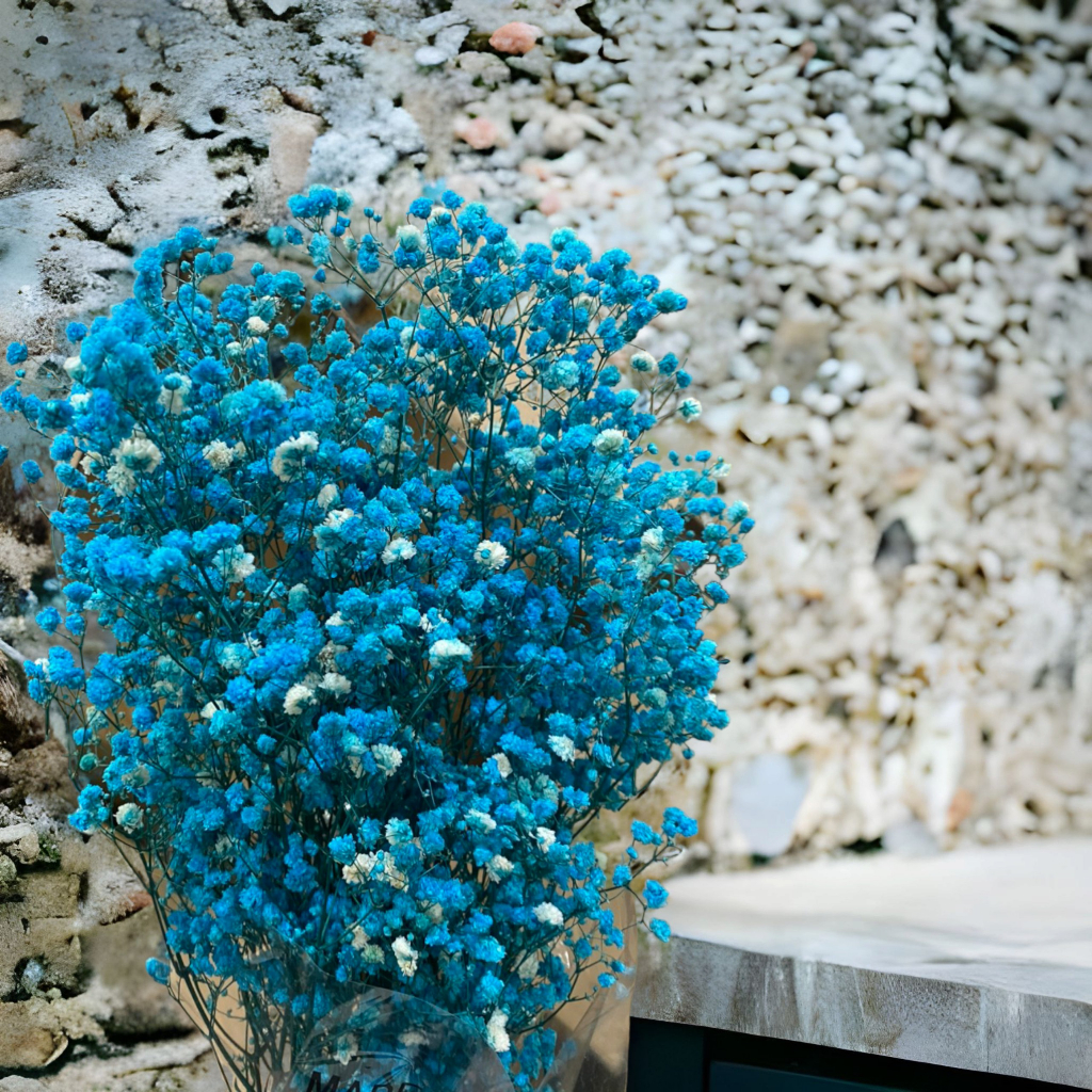 Hoa khô trang trí hoa babi khô hoa ba by khô hoa khô ba by hoa ba bi khô hoa khô ba bi hoa khô trang trí hoa khô decor