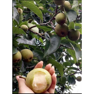Cây giống lê nâu ghep 5 tháng cho trái