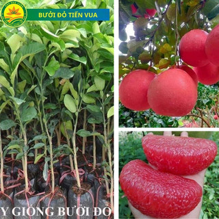 Cây giống bưởi đỏ Tiến vua
