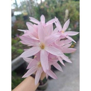 Củ huệ mưa Praise Sunset hoa hồng nhạt cánh dài