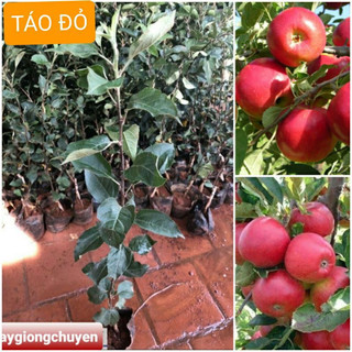 Cây giống táo đỏ M21