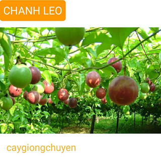 Cây giống chanh leo siêu quả