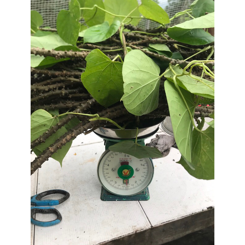 1kg Cây dây thần thông tươi