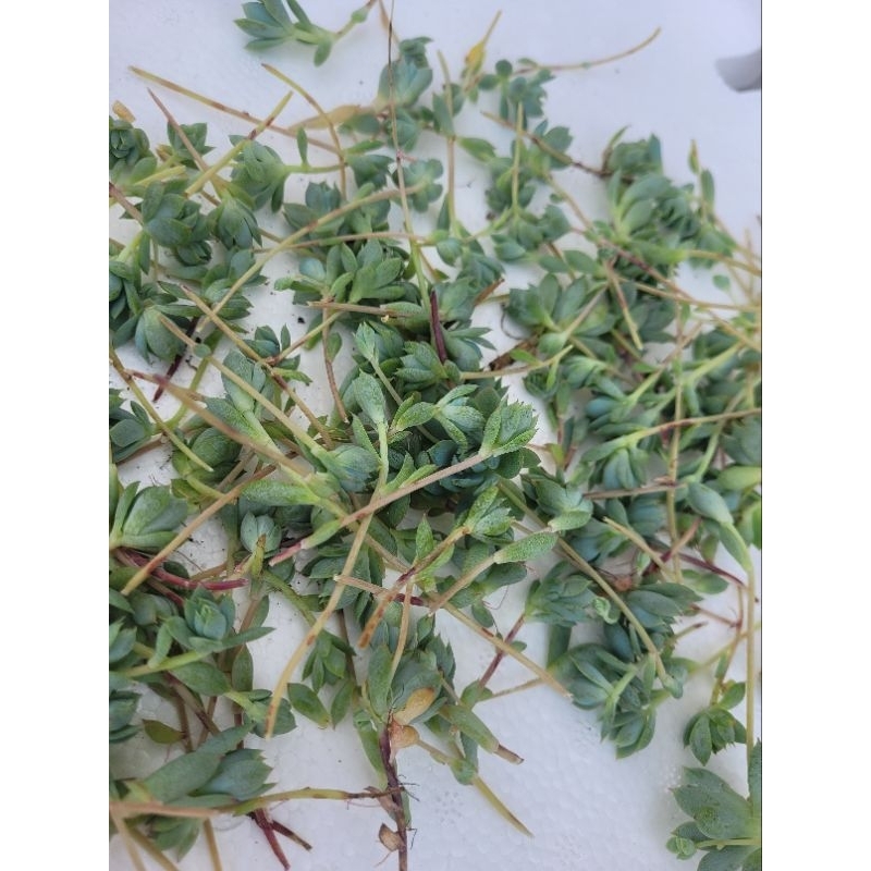 35 mầm sen đá dù kim