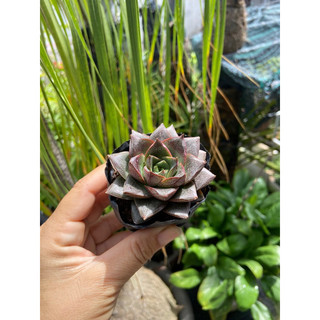 Sen hoa hồng đen mini