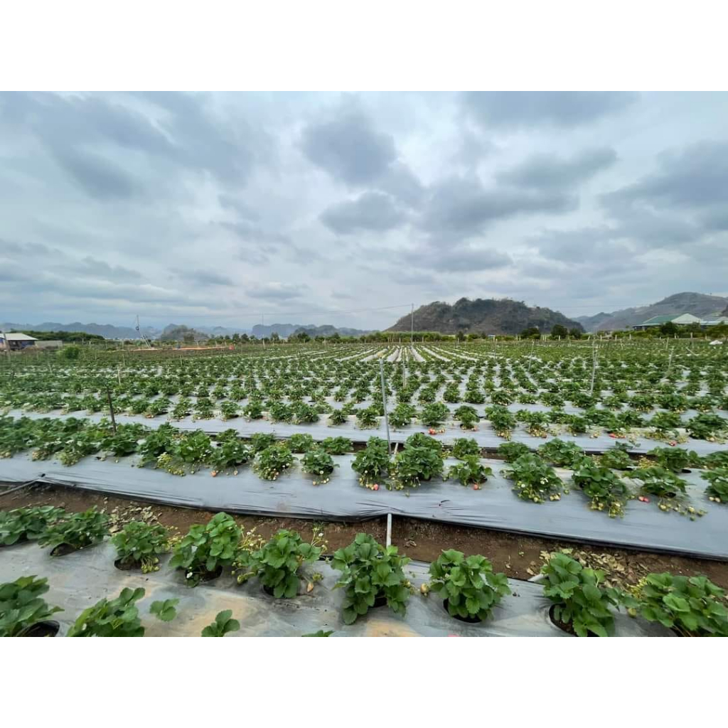 MÀNG PHỦ NÔNG NGHIỆP KHỔ 60CMX400M, 16 MIC