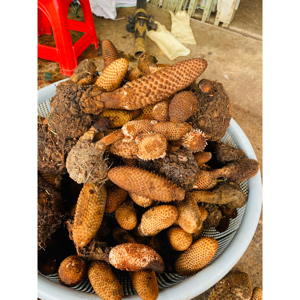 Nấm Tích Dương Tươi  rừng Lai Châu, Tăng cường sinh lực phái mạnh